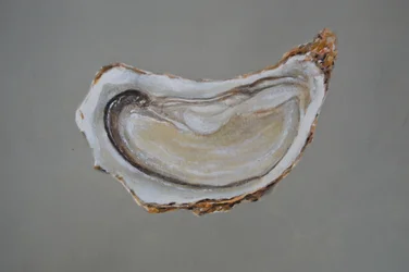 Ostryga bretońska 1